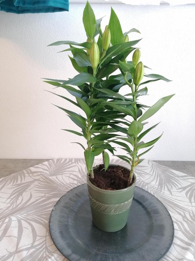 רדשטאדט Susis Ferienwohnung מראה חיצוני תמונה